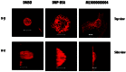 Figure 4. MLS000088004 modulate actin remodeling in mast cells.