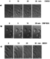 Figure 5. MLS000088004 induces cell morphology changes comparable to ligand-stimulated mast cells.