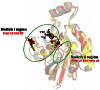 Figure 7. Common architecture of GTPase: green circles indicate the two flexible regions switch I and II.