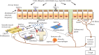 Figure 13.1. Localization and function of TRP channels in neuronal and nonneuronal cells of the respiratory tract.