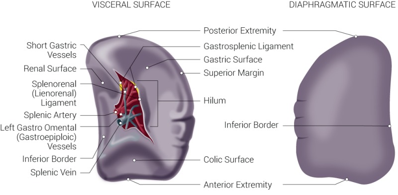 spleen diagram anatomy