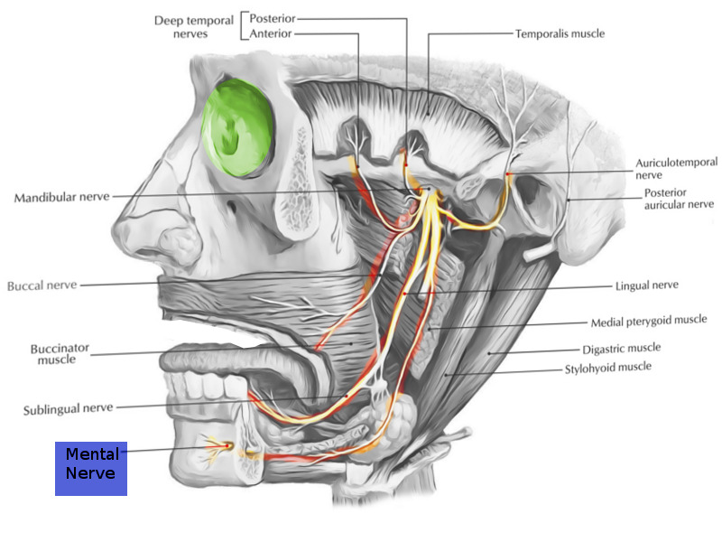 Figure, Ulnar nerve pathway Image courtesy O.Chaigasame