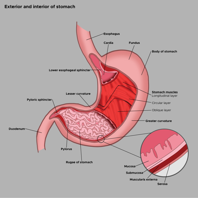 esophagus diagram labeled