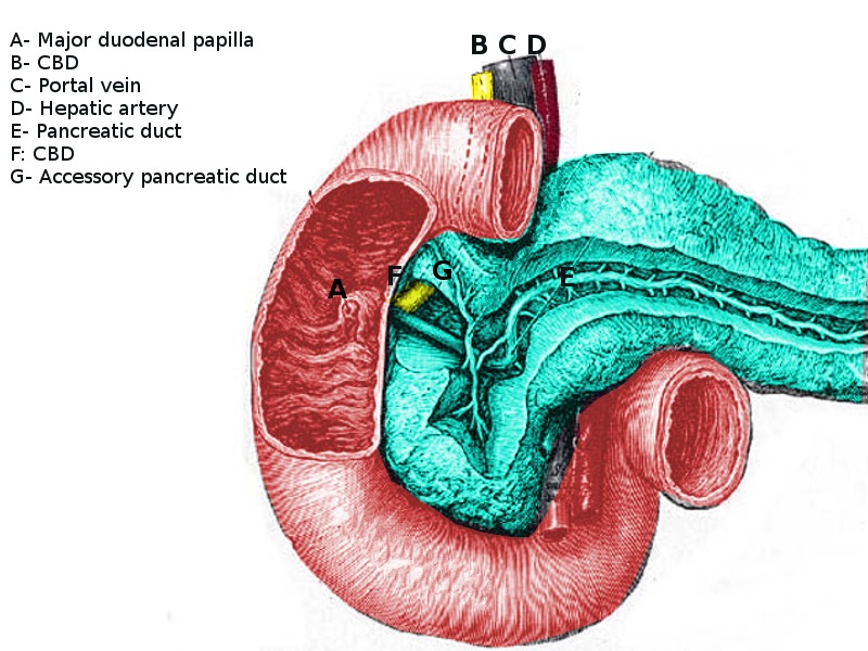 duodenum parts