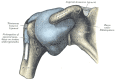 Shoulder, Joint, Anterior Aspect, Transverse humeral ligament, Humerus, Prolongation, Synovial membrane, Biceps, Brachii, Bursa under, Subscapularis, Scapula, Coracoid Process,