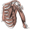 Internal muscles of the chest and shoulder, Pectoralis, Deltoid, Subclavius, Costal Cartilages, Ribs, Pectoralis Minor, Serratus Anterior, Biceps Brachii, Coracobrachialis, Brachialis