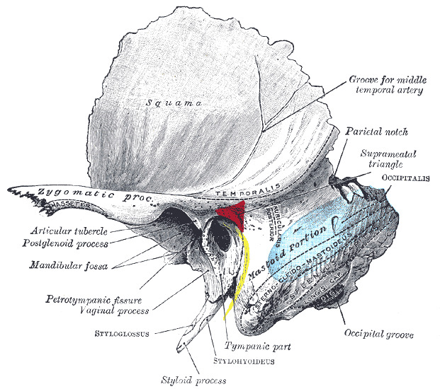 mandibular fossa of temporal bone