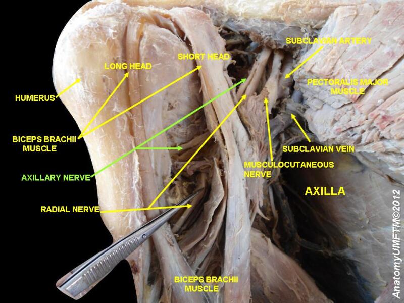 humerus anatomy nerves