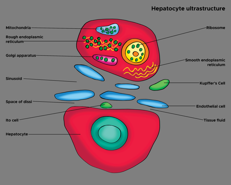 kupffer cells diagram