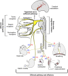 Schematic Diagram of Trigeminal Nerve Stimulation Effects