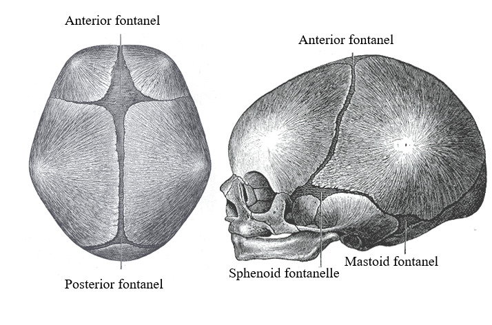 fontanelles of the skull