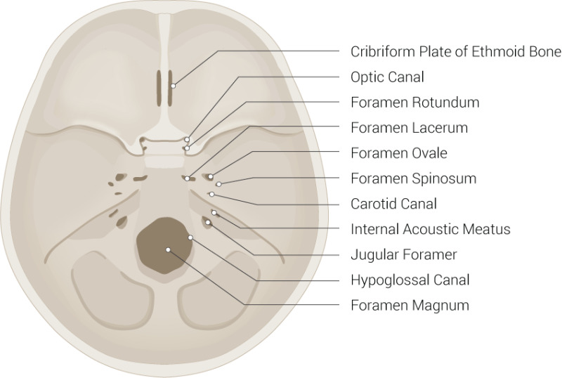 foramen rotundum and ovale