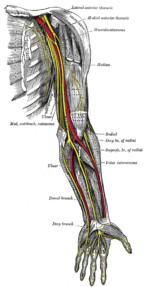 Figure, Diagram showing the innervation of] - StatPearls - NCBI Bookshelf