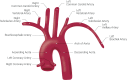Branches of the Aorta