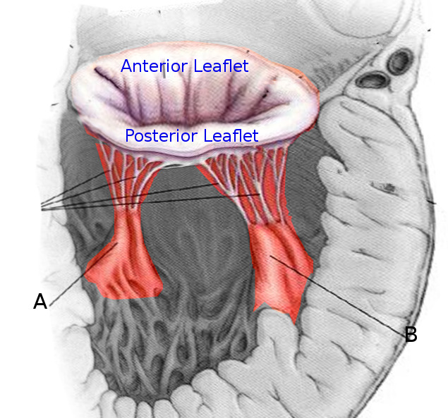 papillary muscle blood supply