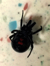 Widow Spider Envenomation: Background, Pathophysiology, Epidemiology