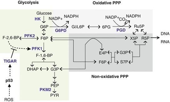 pentose phosphate pathway and glycolysis