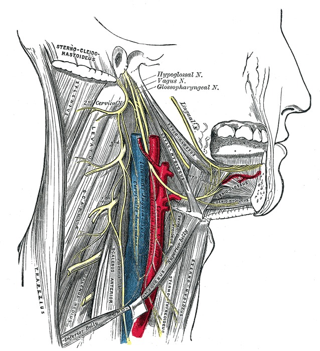 Figure The Accessory Nerve Hypoglossal Nerve Statpearls Ncbi Bookshelf 0645