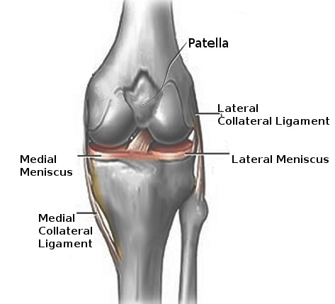 left knee ligaments