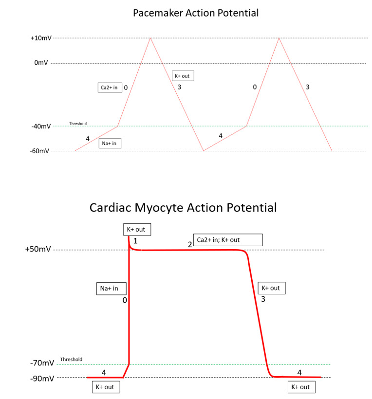 cardiac action potential diagram