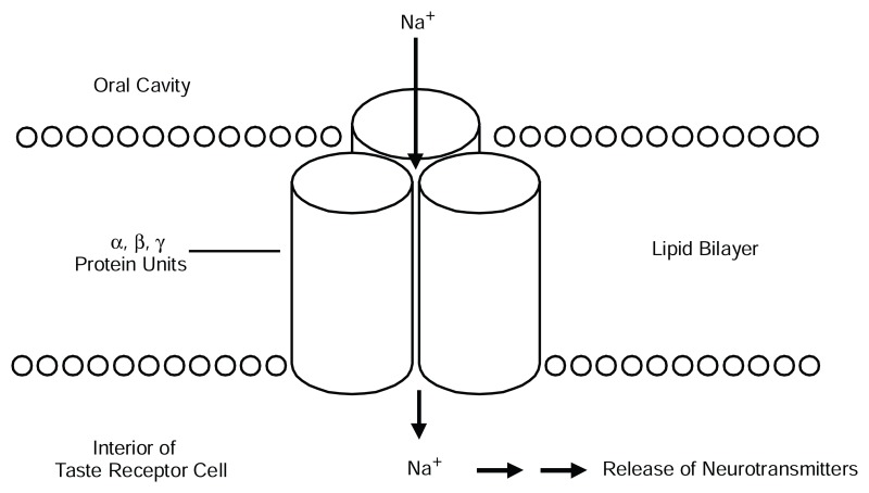FIGURE 3-4. An epithelial sodium channel (ENaC).