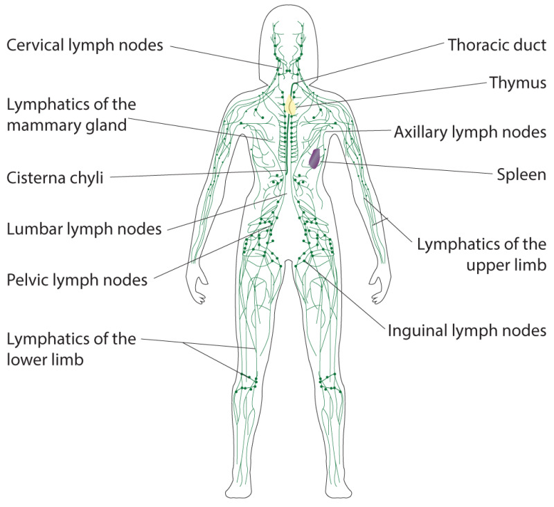 Diagram Of The Lymphatic System