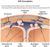 Cerebrospinal Fluid (CSF) Circulation