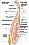 Fascial Planes of the Face