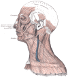 Head Face and Neck Muscles, Epicranius, Galea aponeurotica, Frontalis, Temporal Fascia, Auricularis Superior, Auricularis Anterior, Auricularis Posterior, Occipitalis, Sternocleidomastoid, Platysma, Trapezius, Orbicularis Oculi, Corrugator, Procerus Nasalis, Dilatator Naris Anterior, Dilatator Naris Posterior, Depressor Septi, Mentalis, Orbicularis Oris, Masseter, Zygomaticus, Risorius