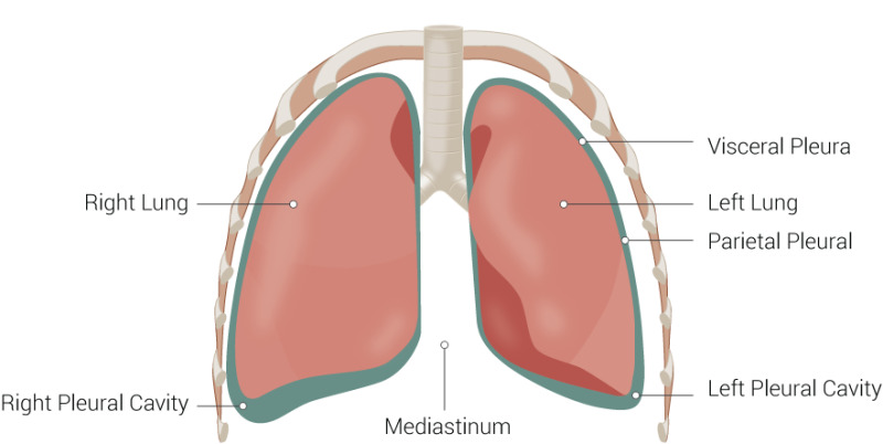 Figure Lung Anatomy This Illustration Shows The Parietal And