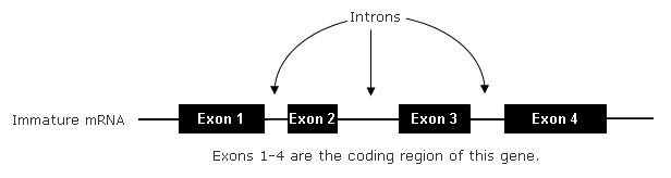 coding region 1
