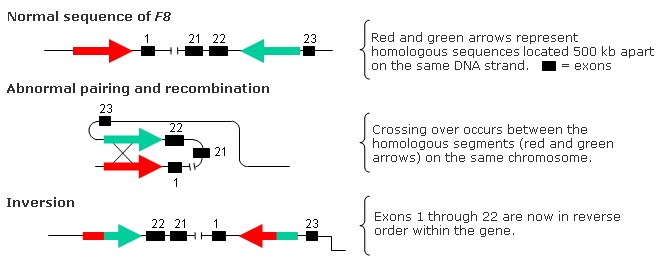 nonallelic homologous recombination
