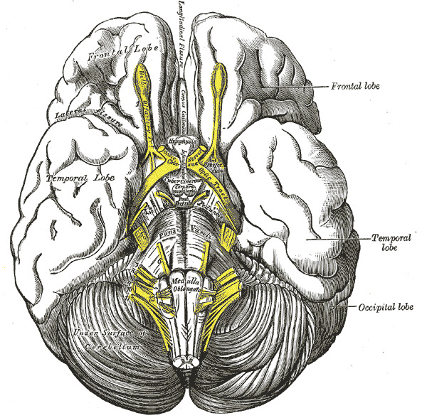 telencephalon anatomy
