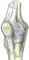 Right Knee Anatomy