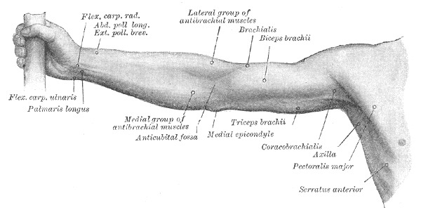 Figure, Right Upper Extremity Surface Anatomy] - StatPearls