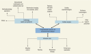 Figure 11.1. Organization of Resources Needed to Provide Surgical Care for Structural Heart Diseases.