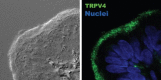 FIGURE 30.2. Confocal microscopy localization of TRPV4 to motile cilia in a tissue section of the female hamster oviduct.