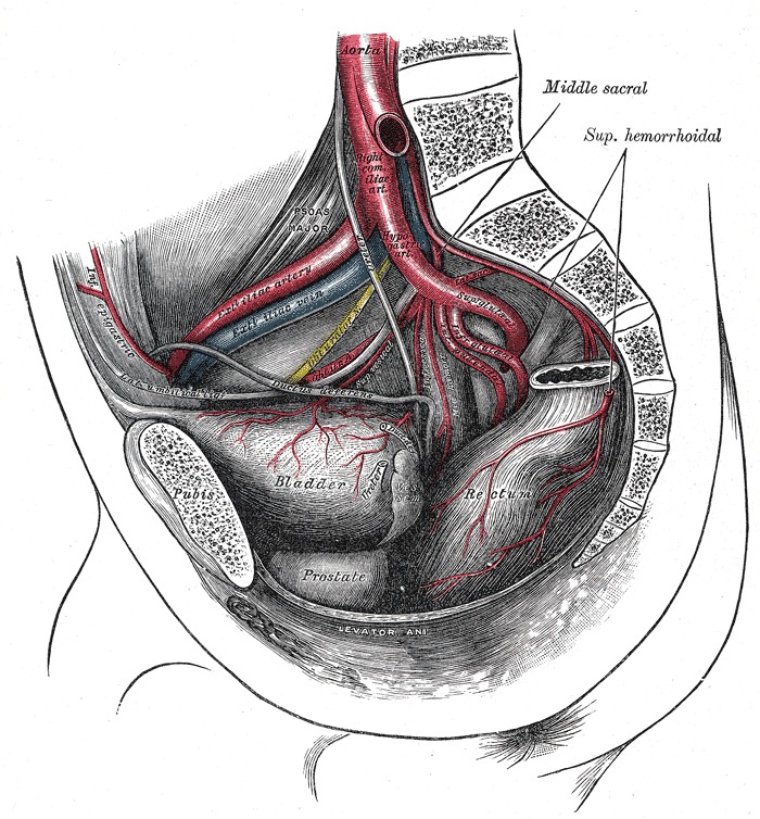 Vascular anastomosis, pelvic cavity - Stock Image - C021/2116