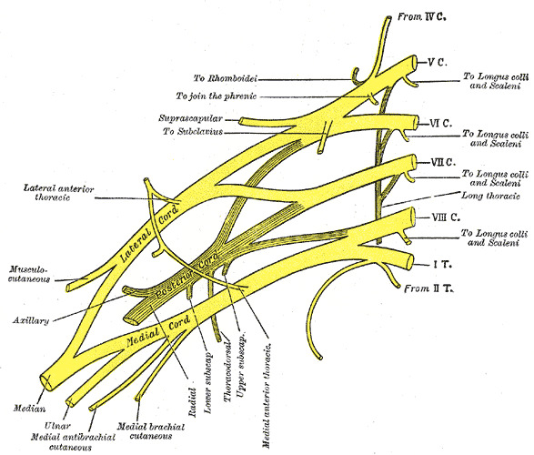 Sciatic nerve and its branches – Anatomy Atlas – Orthoracle LuanMD