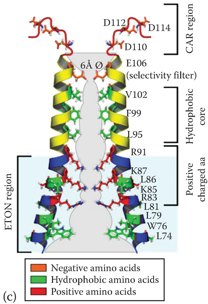 C Cartoon Showing Two Tm1 Strands Calcium Entry Channels In Non Excitable Cells Ncbi Bookshelf