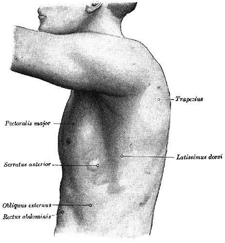 File:Chest Anatomy.jpg - Wikimedia Commons