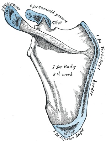 Figure, Scapula Anatomy. Anatomy includes scapula