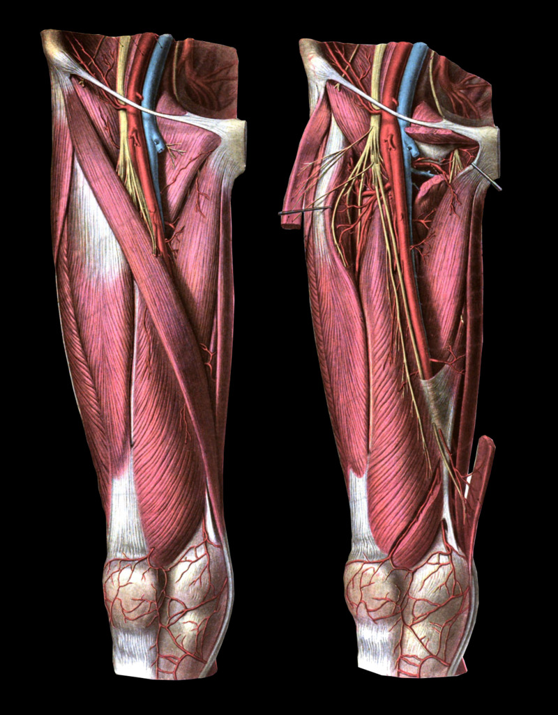 Muscles of the Left Upper Leg - Trial Exhibits Inc.