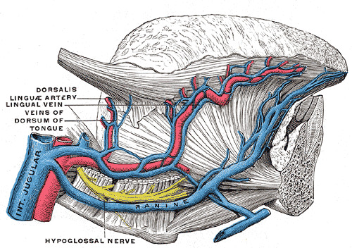 Figure Arteries And The Veins Of Statpearls Ncbi Bookshelf 9122