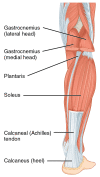 Illustration of the soleus, gastrocnemius, Achilles tendon and it's insertion onto the calcaneus