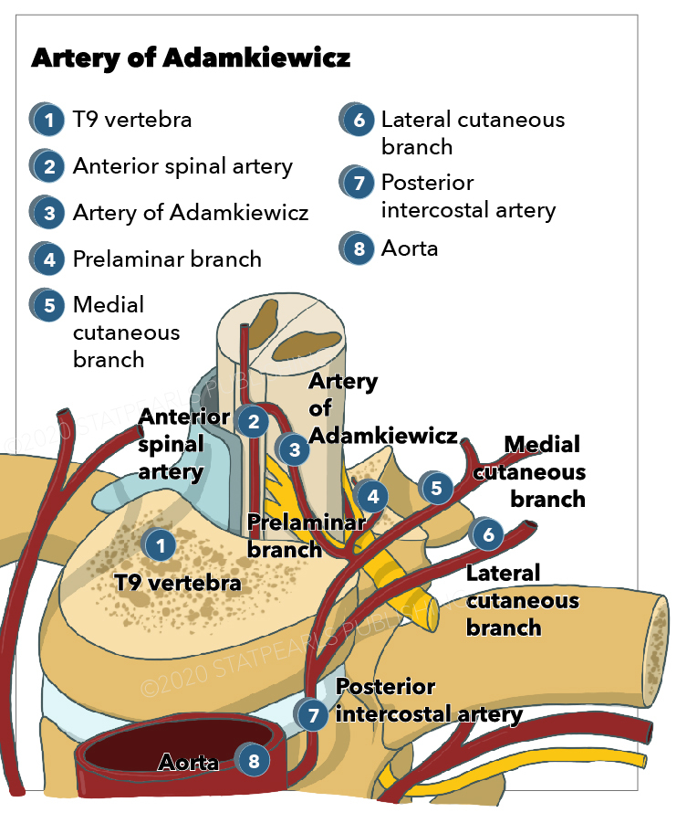 Anatomy of the Lumbar Spine – Anterior – Artery Studios – Medical
