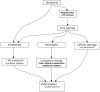 FIGURE 19.4. Pathways and effects of ischaemia-reperfusion injury. XO: xanthine oxidase, NO: nitric oxide.