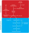 FIGURE 18.2. Generation of reactive oxygen species during reperfusion.