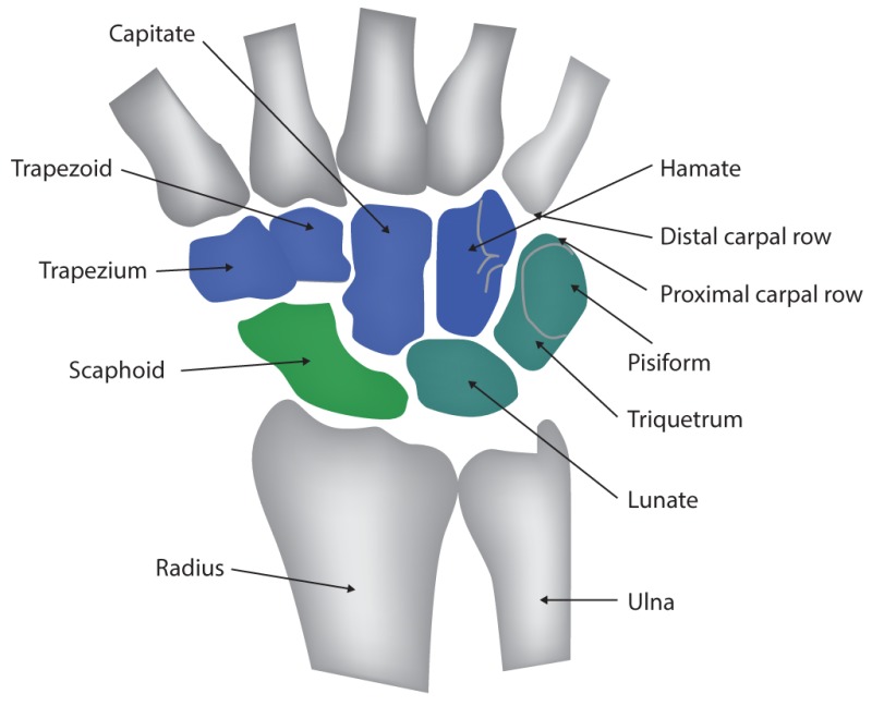 Wrist Joint, Capitate, Trapezoid, Trapezium, Scaphoid, Radius, Hamate, Distal carpal row, Proximal carpal row, Pisiform, Triquetrum, Lunate, Ulna