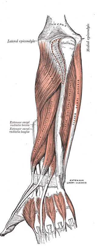 flexor digitorum muscle